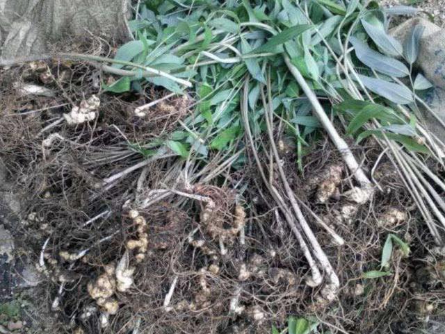 野生大叶老虎姜图片,深山遇见名贵野生老虎姜