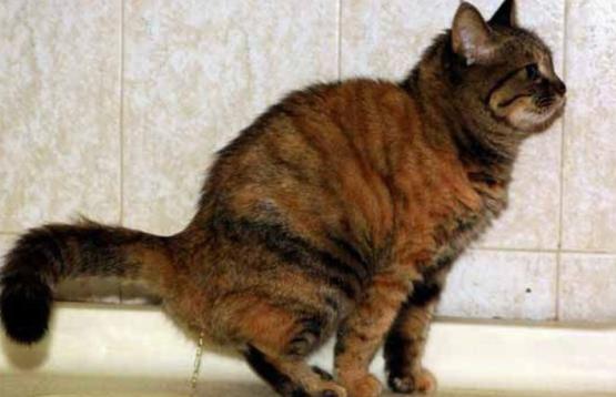 猫咪的十大坏习惯,猫咪十大常见病和预防方法