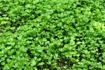 高温天气芹菜种子如何催芽,芹菜种子怎样催芽最快