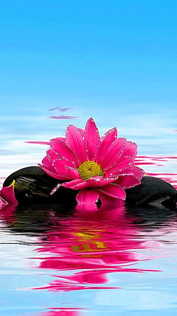 水中花郁可唯简谱动态谱,动态水中花歌词壁纸