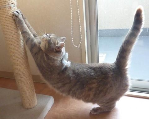 猫咪的脚毛怎么处理,猫咪脚毛为什么要剪