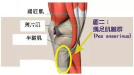 鹅趾肌腱滑囊炎还能跑步吗,跑步滑囊炎一般要休息多久