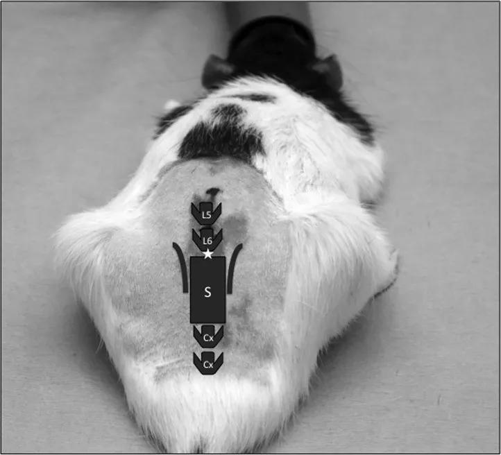 手把手教你工具病毒的注射方法（上）