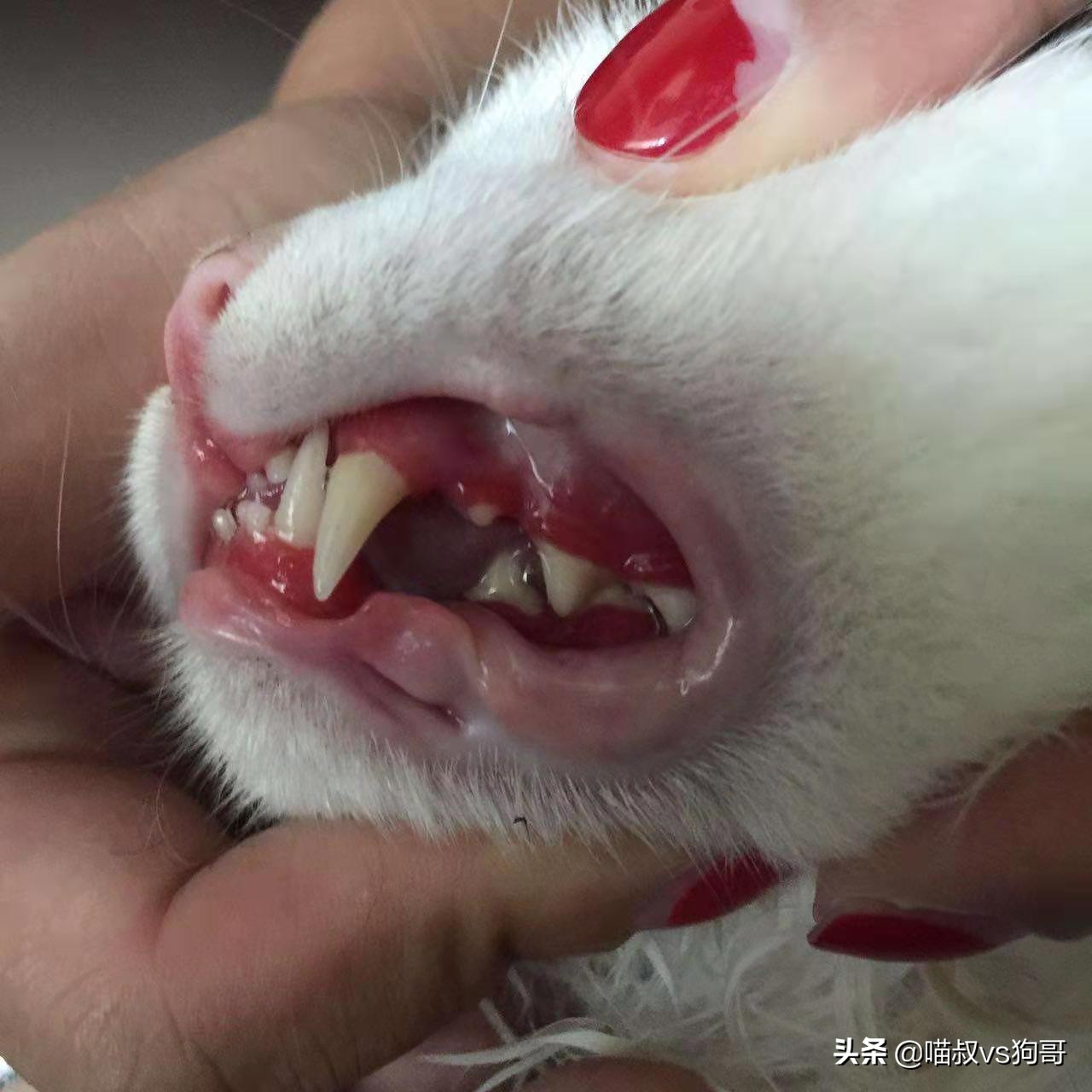 猫咪口炎疼痛咋办,猫咪口炎为什么嘴里老有口水