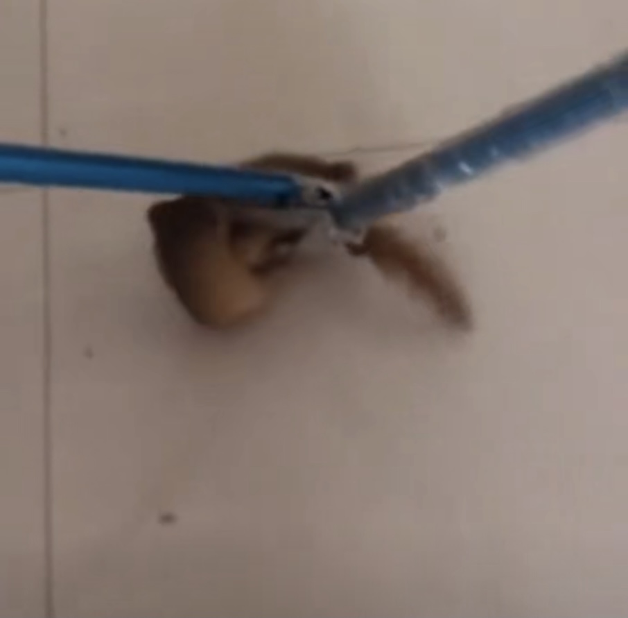 消防抓黄鼠狼被熏到干呕,消防员被黄鼠狼臭屁攻击