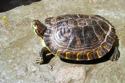 养殖乌龟怎么防止疾病,乌龟身上有疾病如何治疗