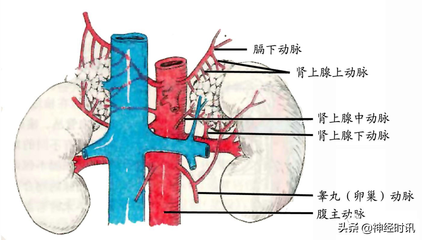 肾脏输尿管膀胱前列腺结构,肾输尿管膀胱解剖示意图