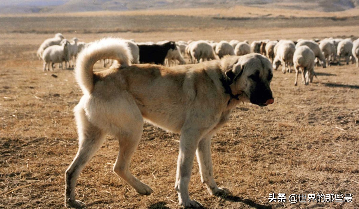 十种能对抗老虎的猛犬,几只猛犬能打败一只老虎
