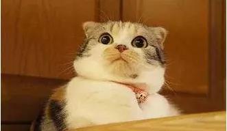 丹麦曲奇和蓝罐曲奇有区别吗,丹麦曲奇是怎么成型的