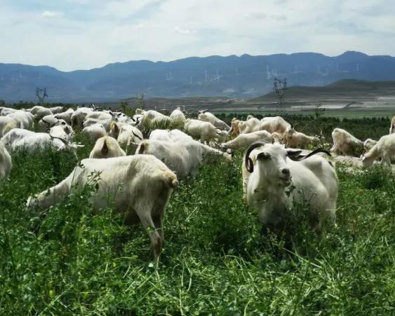 全球排名前十大羊奶粉品牌,大品牌前十的羊奶粉有哪些