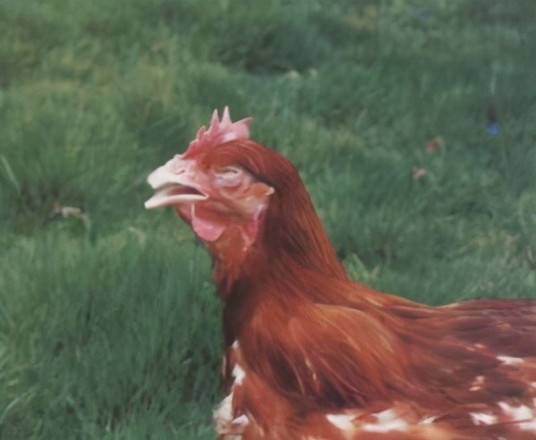 养鸡户的鸡细菌感染怎么办,鸡支气管炎最佳防治方法