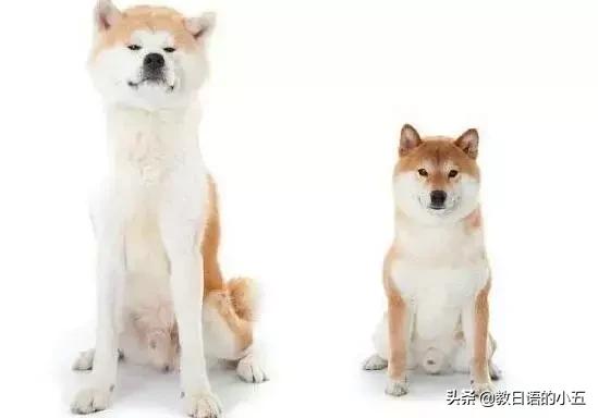 日本的一只“肌肉柴犬”火了，竟然还出了手办？！