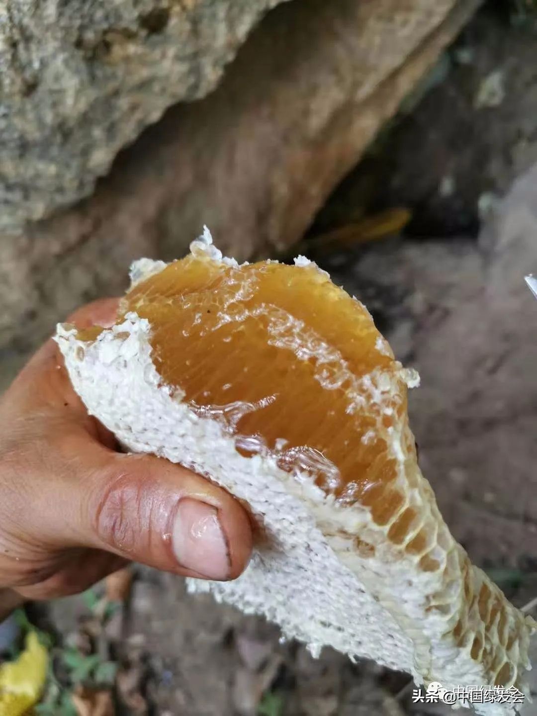 助力蜂农防疫情,拼多多助农战疫的原因