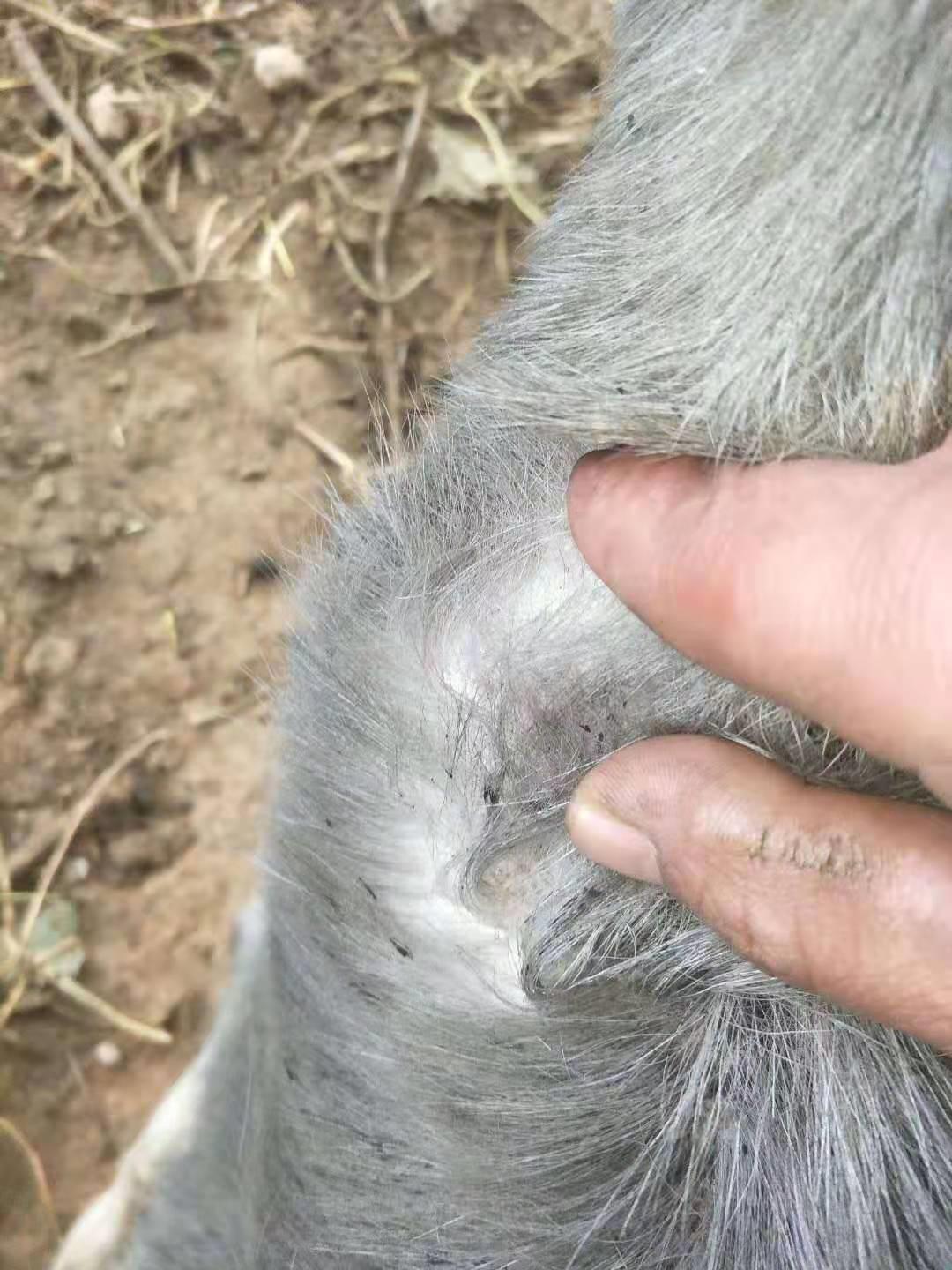 羊体温41度还有咳嗽怎么治疗,羊脖子左侧肿大发烧怎么办