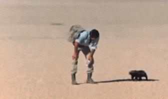 全球最无所畏惧的平头哥,世界上谁能打败平头哥