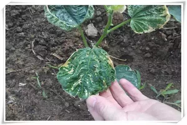 种黄瓜有什么病害,种黄瓜要注意哪些事项