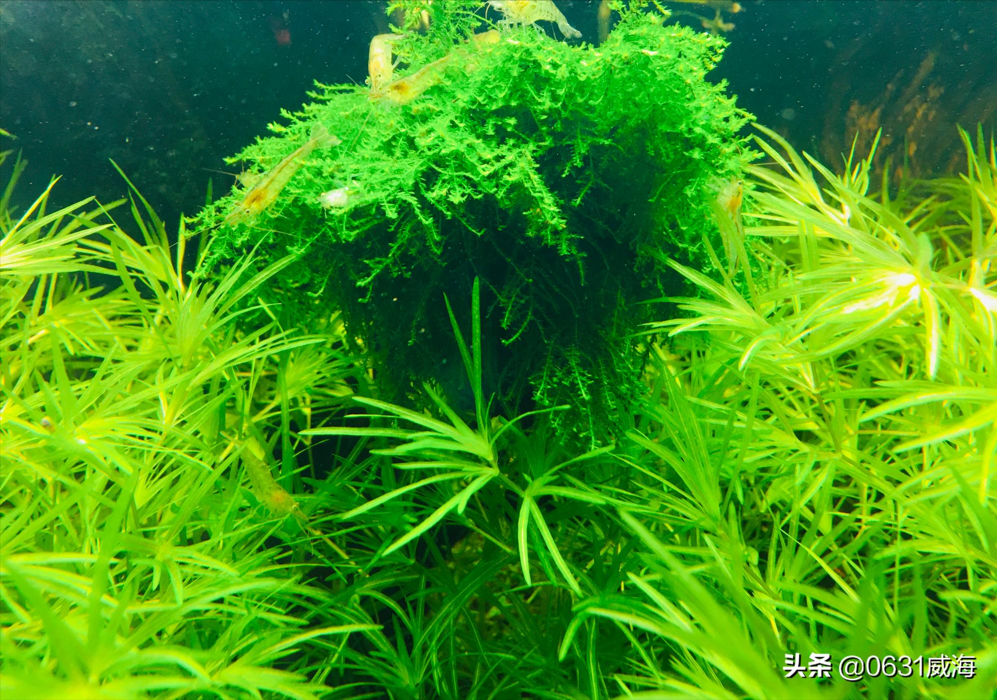 新手怎样种水草养鱼,新手养水草的正确方法
