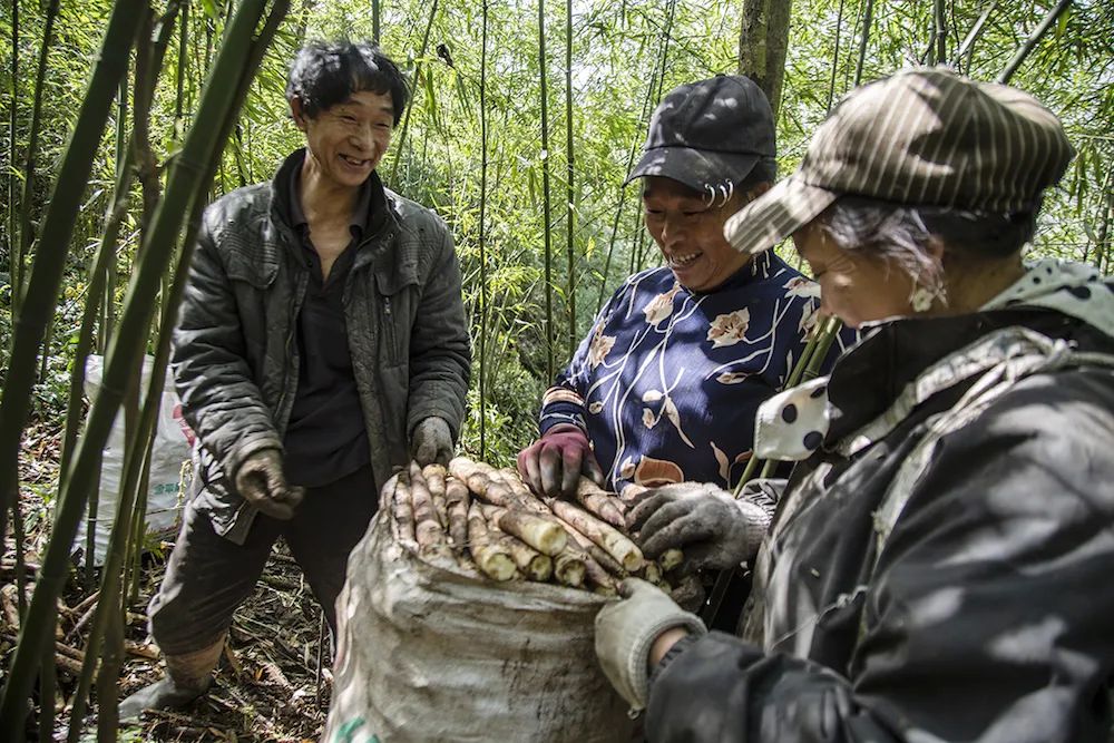 四月天山上春笋鲜,人间四月天春笋鲜