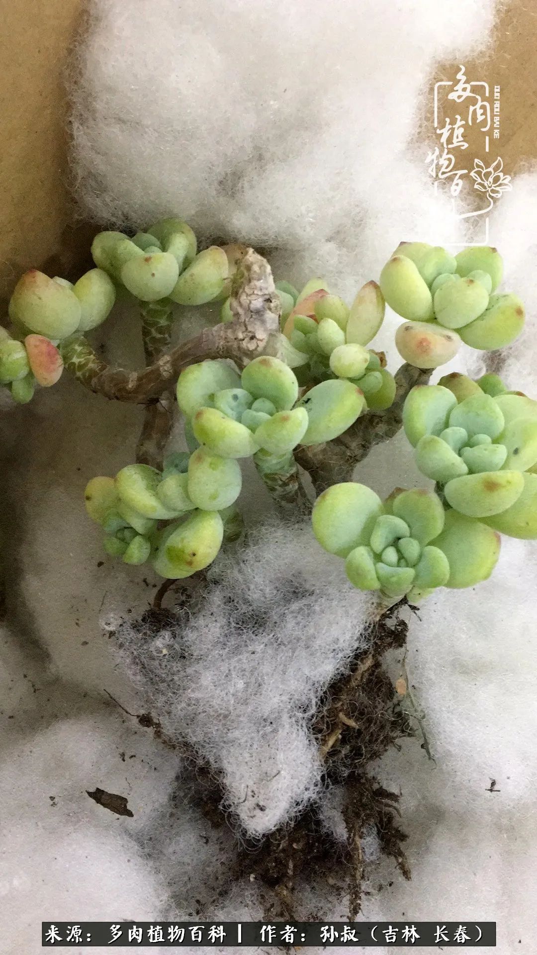 与多肉一起成长,与多肉相伴