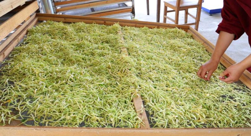 干金银花自制金银花茶的做法,金银花茶制作正确方法