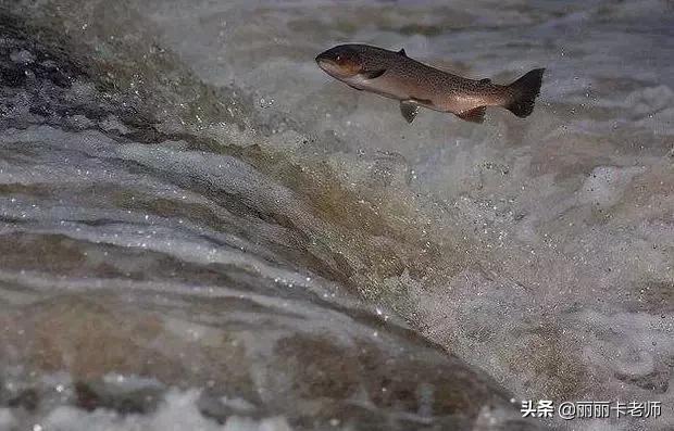 深海鱼油破了特别腥气怎么处理,深海鱼油可以调理血液粘稠吗