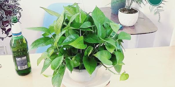 养花必须用的营养液,养花要用的营养液