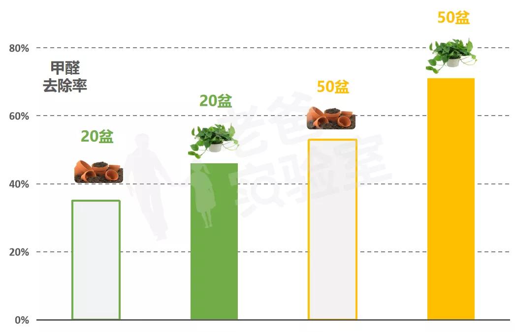 绿萝除醛效果,绿萝除醛最有效方法