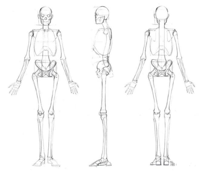 人体板绘入门基础知识,新手板绘自学入门教程