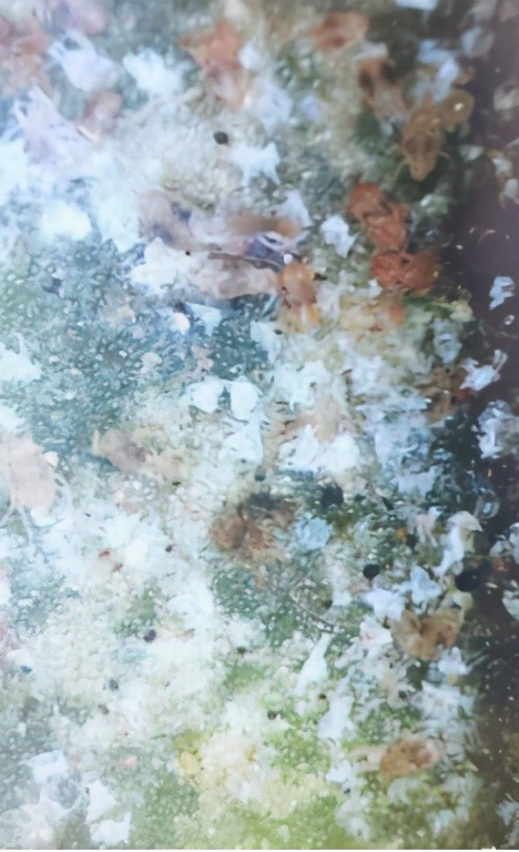 二斑叶螨有效防治办法,二斑叶螨最有效防治方法