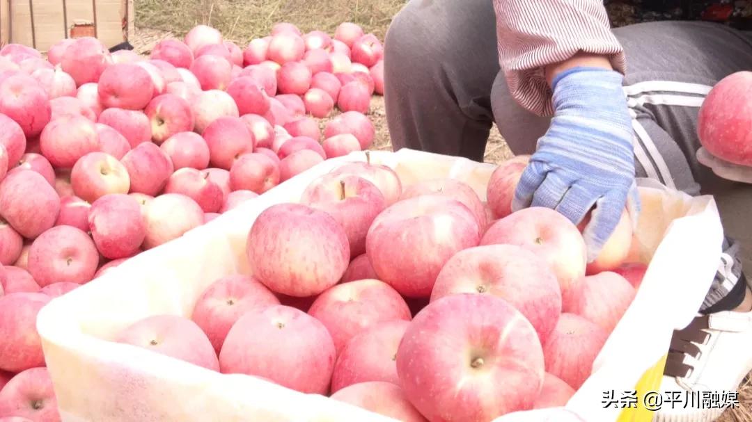 又香又脆又甜的苹果,好吃的苹果又脆又甜青苹果