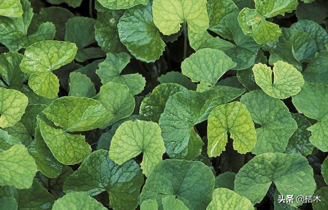 野生积雪草与自己种的有什么区别,积雪草农村