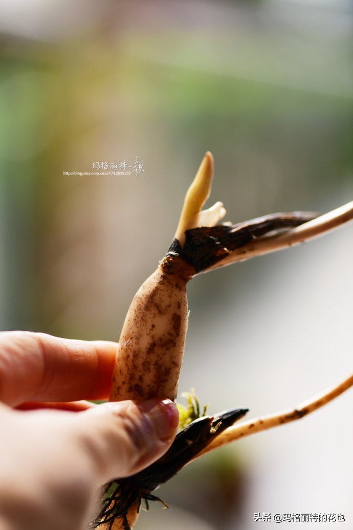 种碗莲要注意的几点,碗莲需要重复种植吗