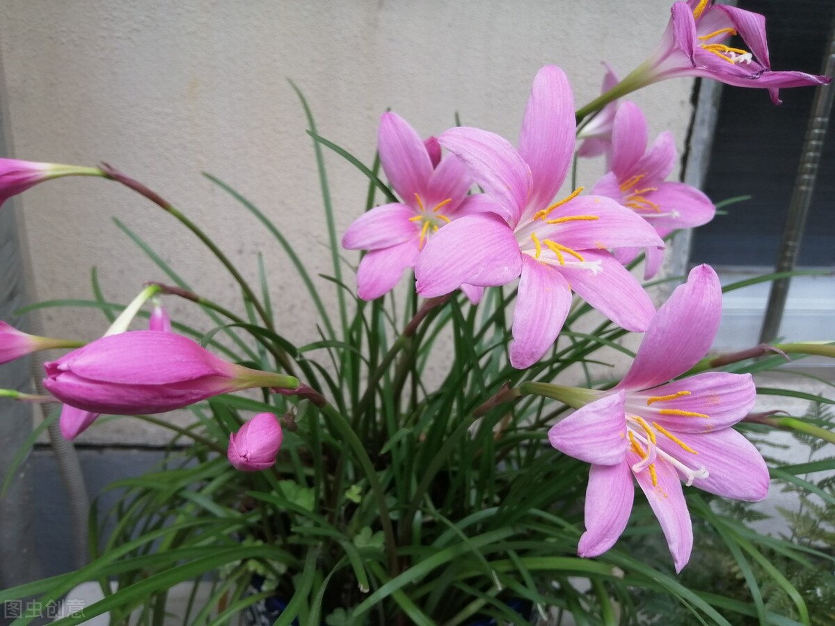 郁郁葱葱的多肉植物,适合阳光足的一年四季开花的植物