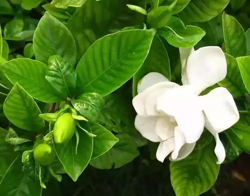 一次性摘各种各样的水果,一次性种很多草莓会怎么样