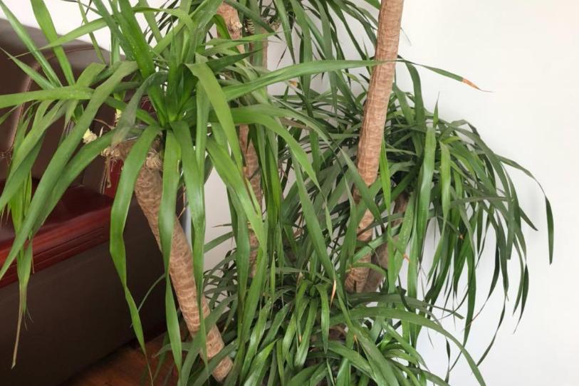 龙须树在客厅里养,室内龙须树怎么养得好