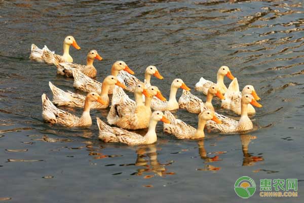 养鸭注意事项及预防疾病,养鸭怎么防治疾病