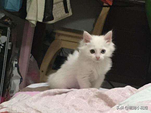 垃圾桶内传出一阵阵猫叫，打开一看，居然是一只面部溃烂的猫咪