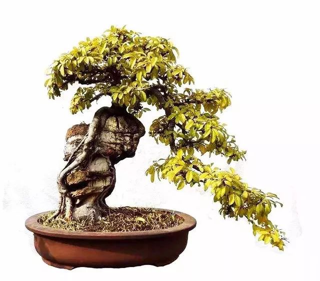 制作更加自然的附石盆景该怎么办,如何制作附石盆景图解