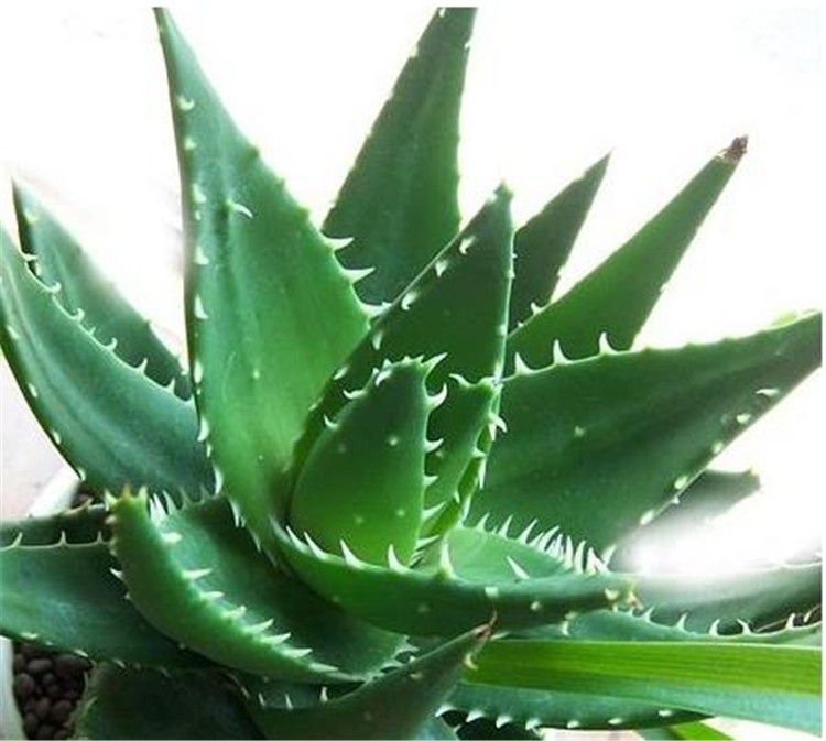 如何选择家中花卉植物盆栽,家庭常见的盆栽花卉的养护与管理