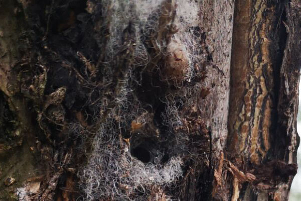 核桃树腐烂病有哪些,核桃树皮发黑烂掉打什么药