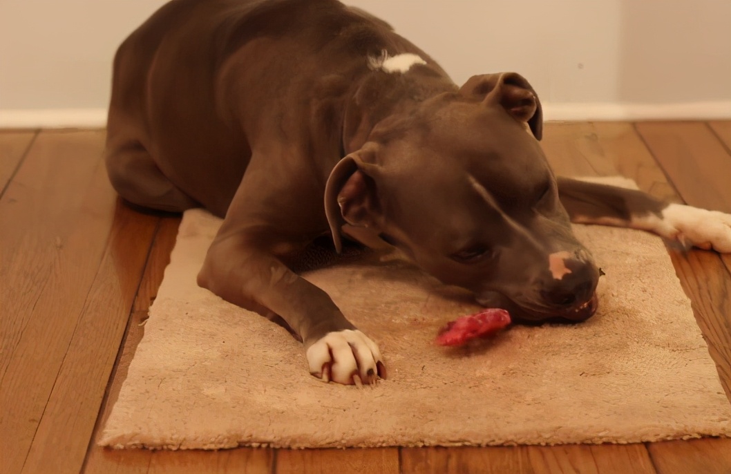 狗狗啃骨头啃急眼了为什么,狗狗啃骨头好累