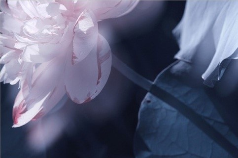 出淤泥而不染濯清涟而不妖高清图,出淤泥而不染濯清涟而不妖音频