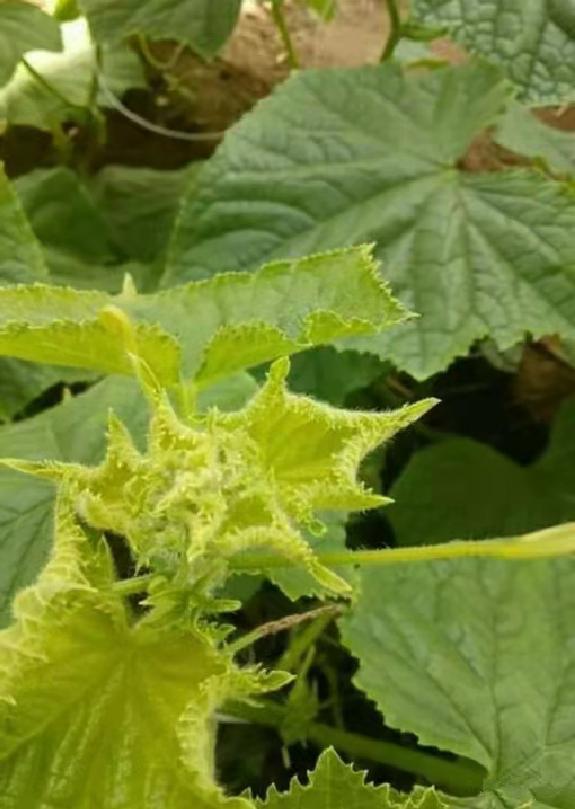 蔬菜根部发黄什么原因,蔬菜出现黄叶是怎么回事啊