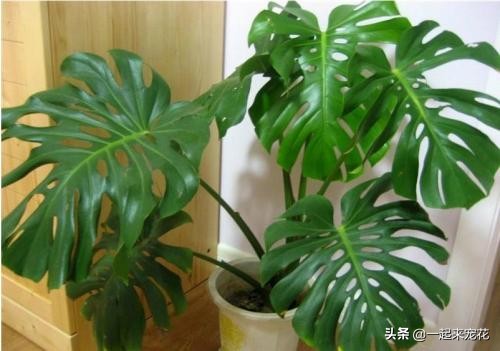 家里过期的小药片用来养花有妙用,过期的药片可以直接放在花盆里吗