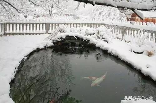 锦鲤春夏养秋冬赏,谈谈锦鲤的春夏秋冬那些事