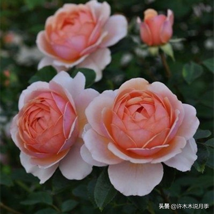 买月季还被骗？教你远离月季网购陷阱，辨别真伪拒绝蔷薇小白花