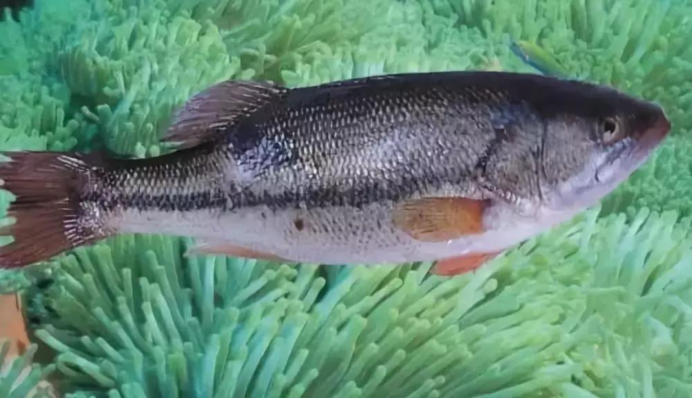 防城港怎么吃海鲜便宜不被坑,防城港干货海鲜有哪些