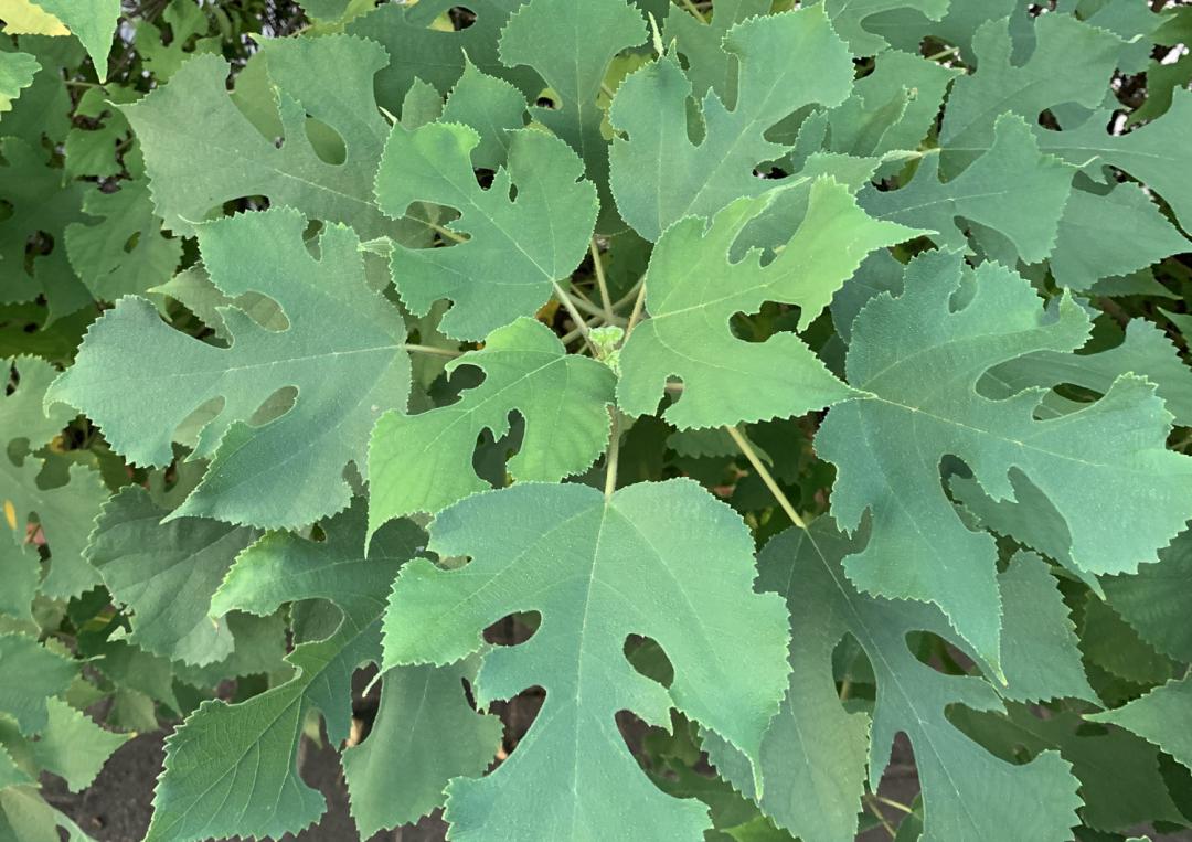 揭秘|这家中医院的“后花园”竟长着30多种野生中草药！