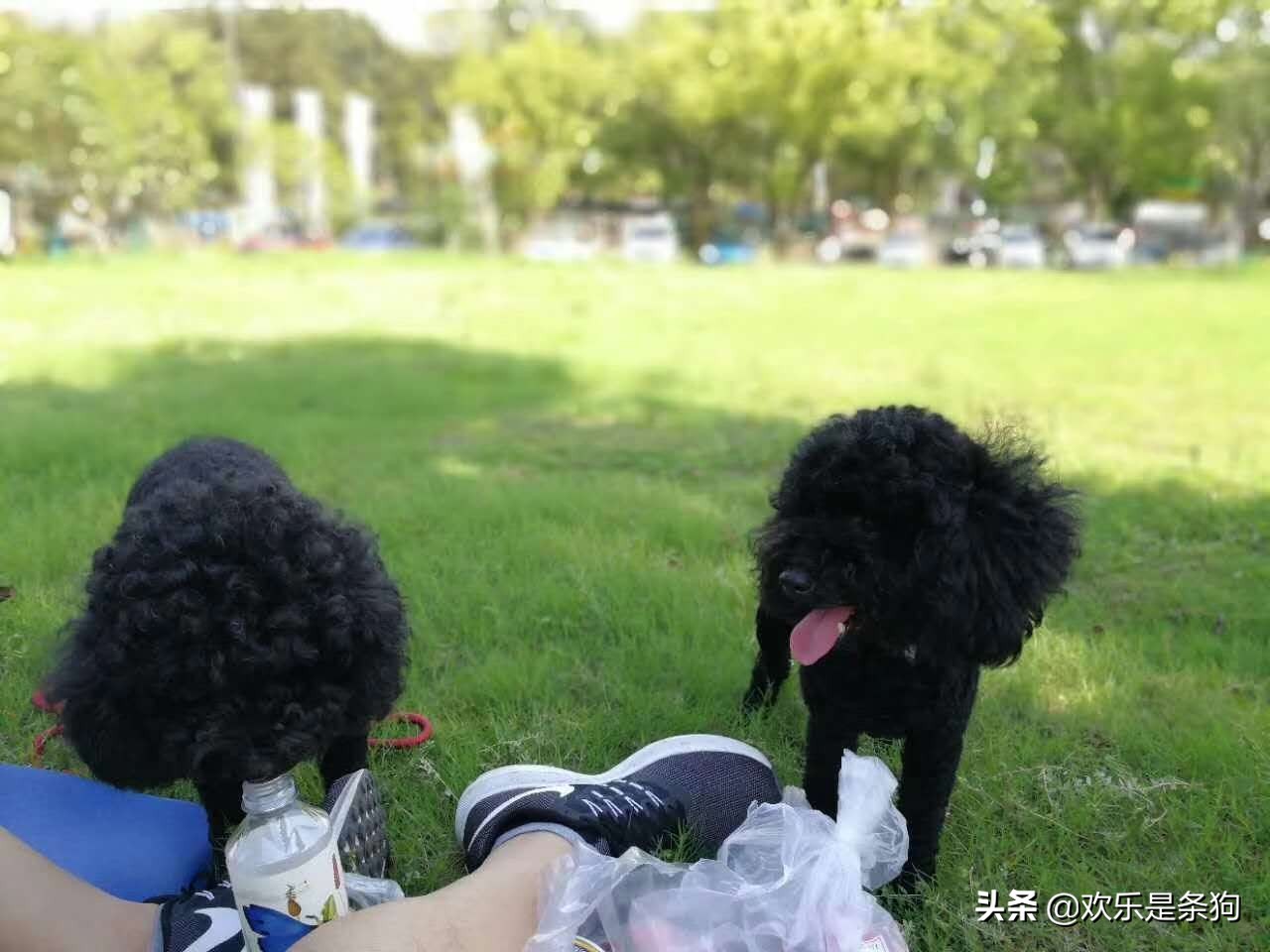 刚买的宠物狗要怎么养,刚抱养的狗狗注意事项