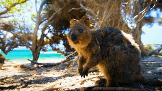 为什么我们会微笑？10个关于微笑袋鼠的萌萌秘密